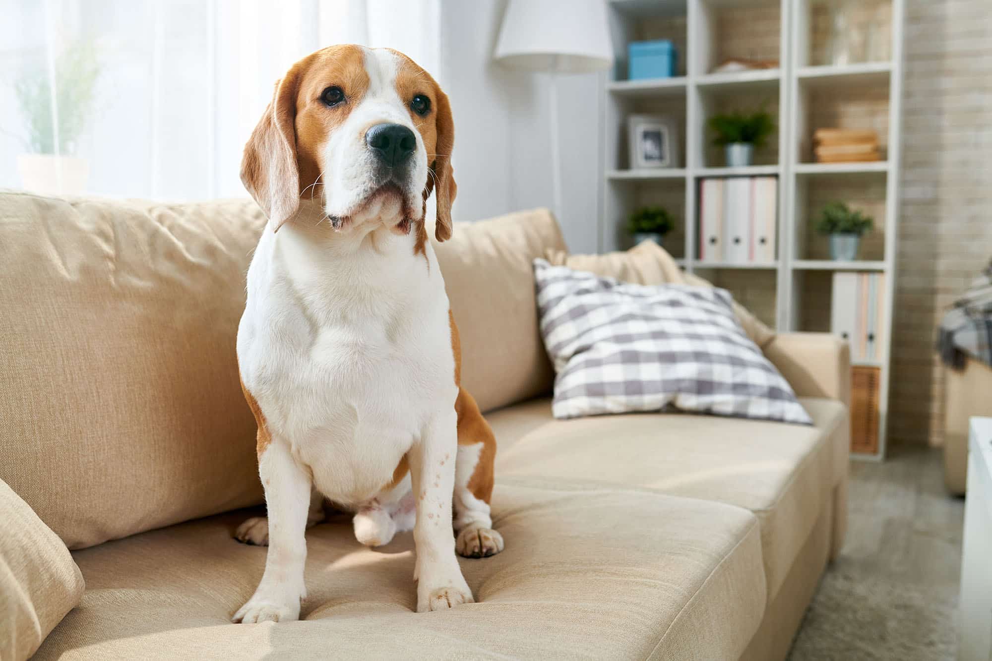 pet-dog-sitting-on-sofa-2021-09-24-04-02-47-utc.jpg